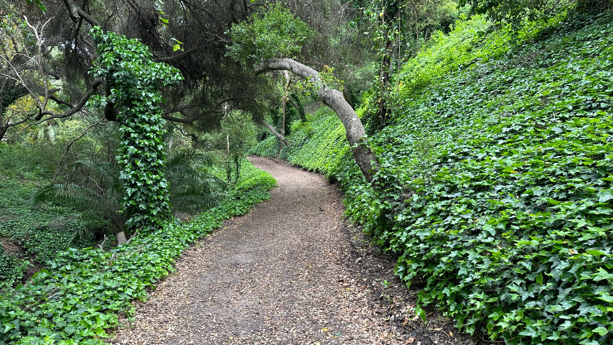 Through the Woods Trail